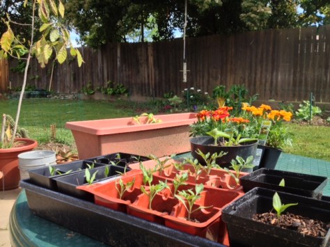 Growing The Funk House Art Garden, one seed at a time.