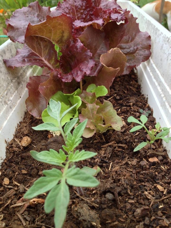 Lettuce Begin Growing The Next Round Of Salad