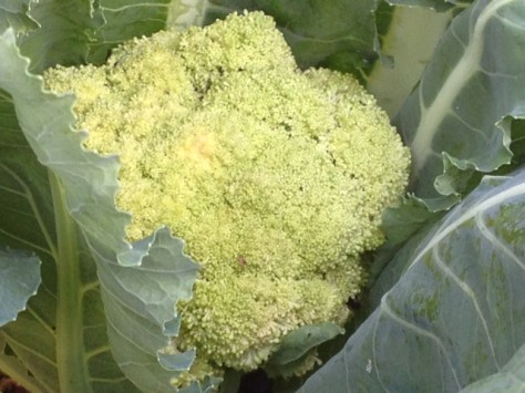 Gigantic Organic and Pesticide Free