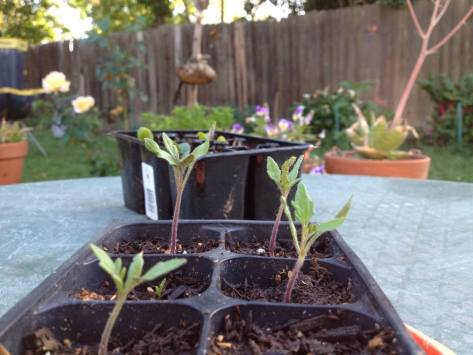 Germination's Determination: Solanum lycopersicum 