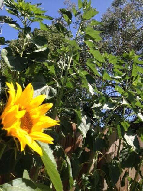 Radiating Brilliance