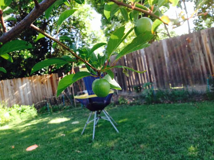 Backyard Orchard Practice Basket