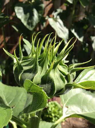 Flower Power: A New Alternative Energy