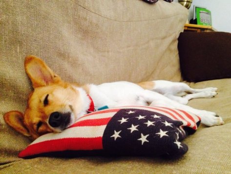 American Ninja Terrier: Big Adventures of a Little Dog