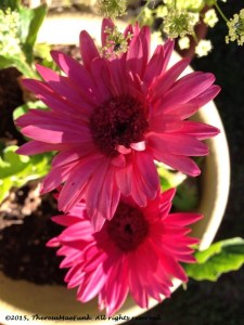 Flowers don't compete