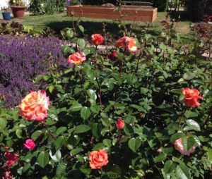 front yard art garden