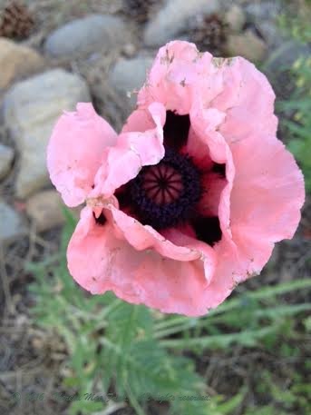 July Poppy